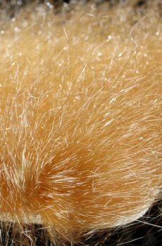 Saltwater Ghost Hair, Tan