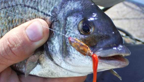 Billy The Squid Chartreuse - Image 4